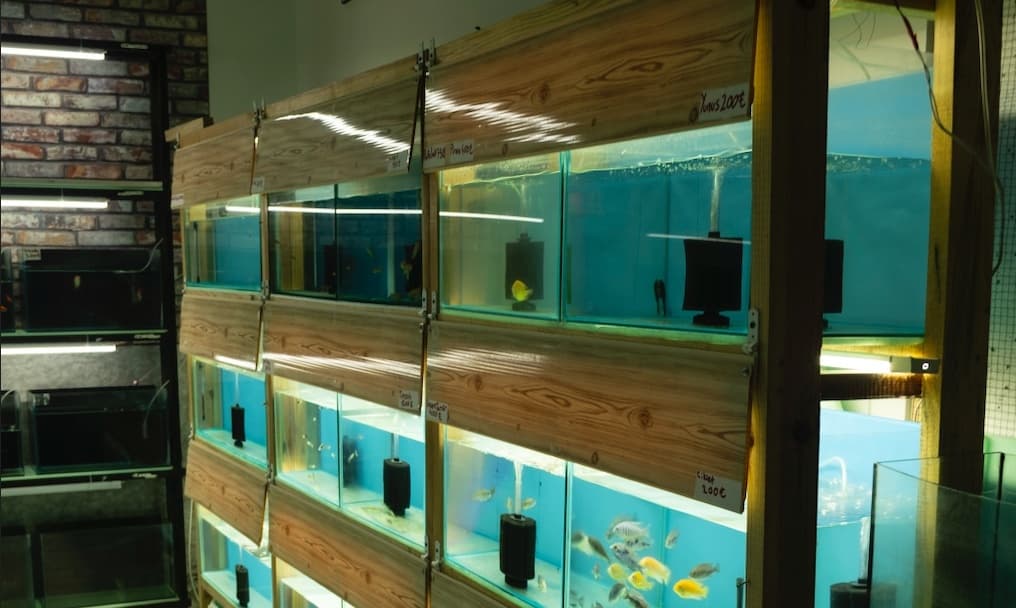 Pet shop vitrin